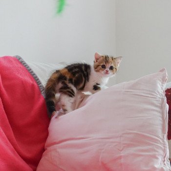 Cat Scottish Straight Fumiko Chatterie Nekobaa Cat Scottish Straight Fumiko Chatterie Nekobaa