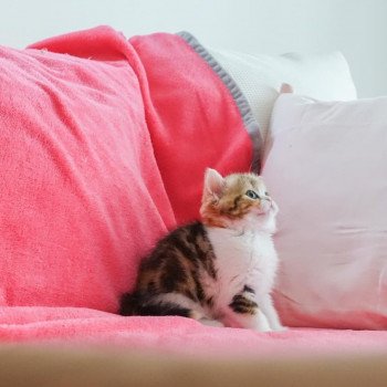 Cat Scottish Straight Fumiko Chatterie Nekobaa Cat Scottish Straight Fumiko Chatterie Nekobaa