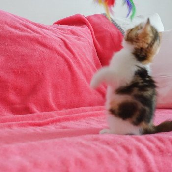 Cat Scottish Straight Fumiko Chatterie Nekobaa Cat Scottish Straight Fumiko Chatterie Nekobaa