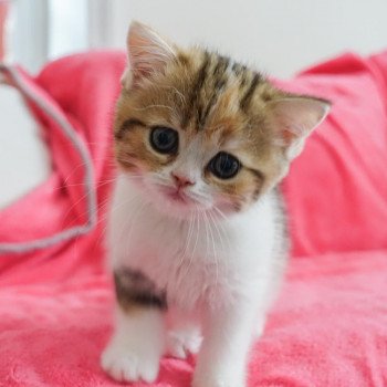 Cat Scottish Straight Fumiko Chatterie Nekobaa Cat Scottish Straight Fumiko Chatterie Nekobaa