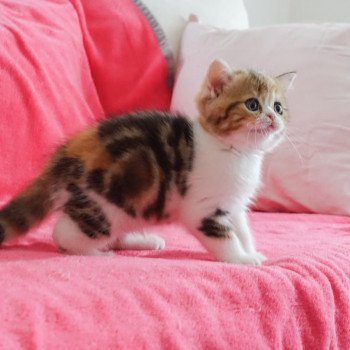 Cat Scottish Straight Fumiko Chatterie Nekobaa Cat Scottish Straight Fumiko Chatterie Nekobaa