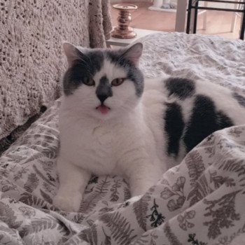 Cat Scottish Straight Megumi Chatterie Nekobaa Cat Scottish Straight Megumi Chatterie Nekobaa