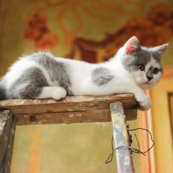 Cat Scottish Straight Megumi Chatterie Nekobaa Cat Scottish Straight Megumi Chatterie Nekobaa