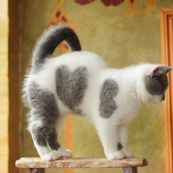 Cat Scottish Straight Megumi Chatterie Nekobaa Cat Scottish Straight Megumi Chatterie Nekobaa
