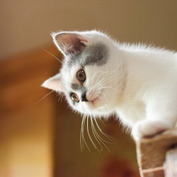 Cat Scottish Straight Megumi Chatterie Nekobaa Cat Scottish Straight Megumi Chatterie Nekobaa
