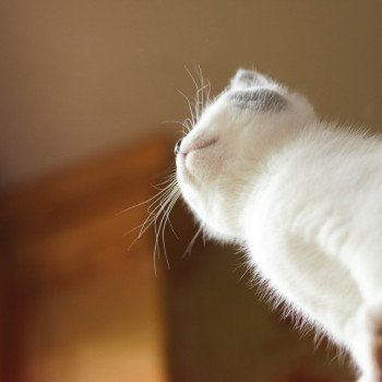 Cat Scottish Straight Megumi Chatterie Nekobaa Cat Scottish Straight Megumi Chatterie Nekobaa