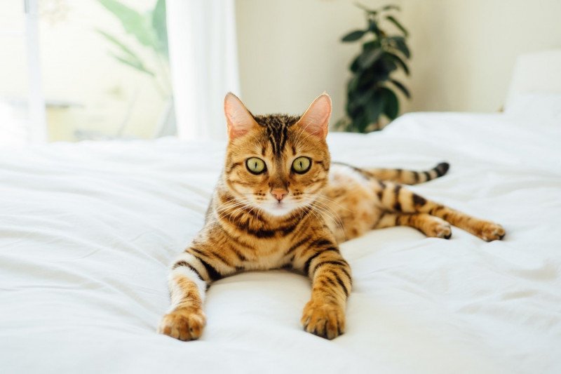 chat pipi partout