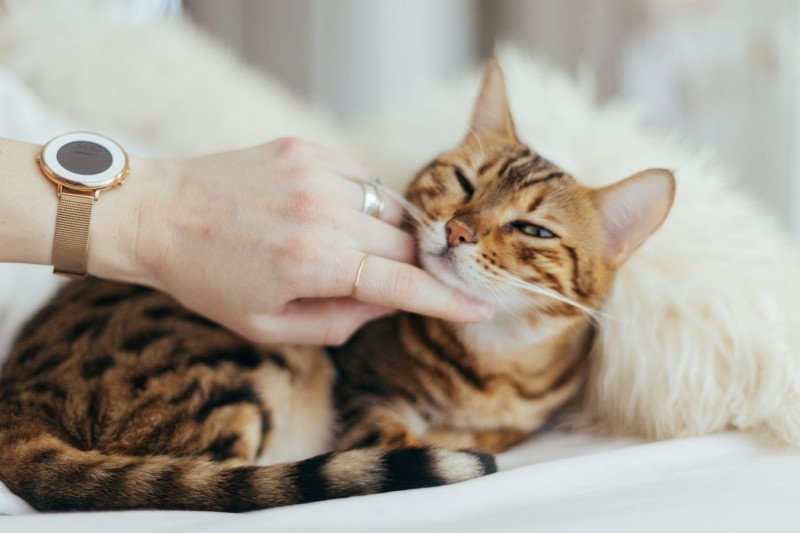 chat urine partout