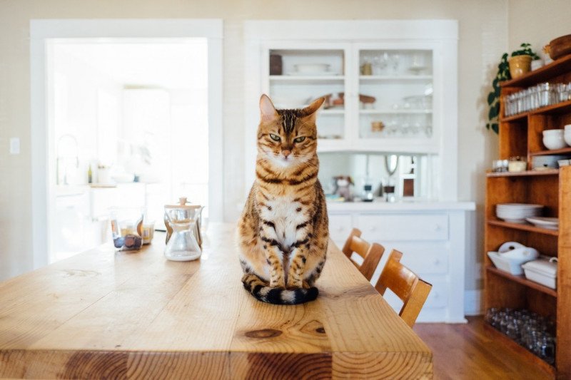 chat urine partout